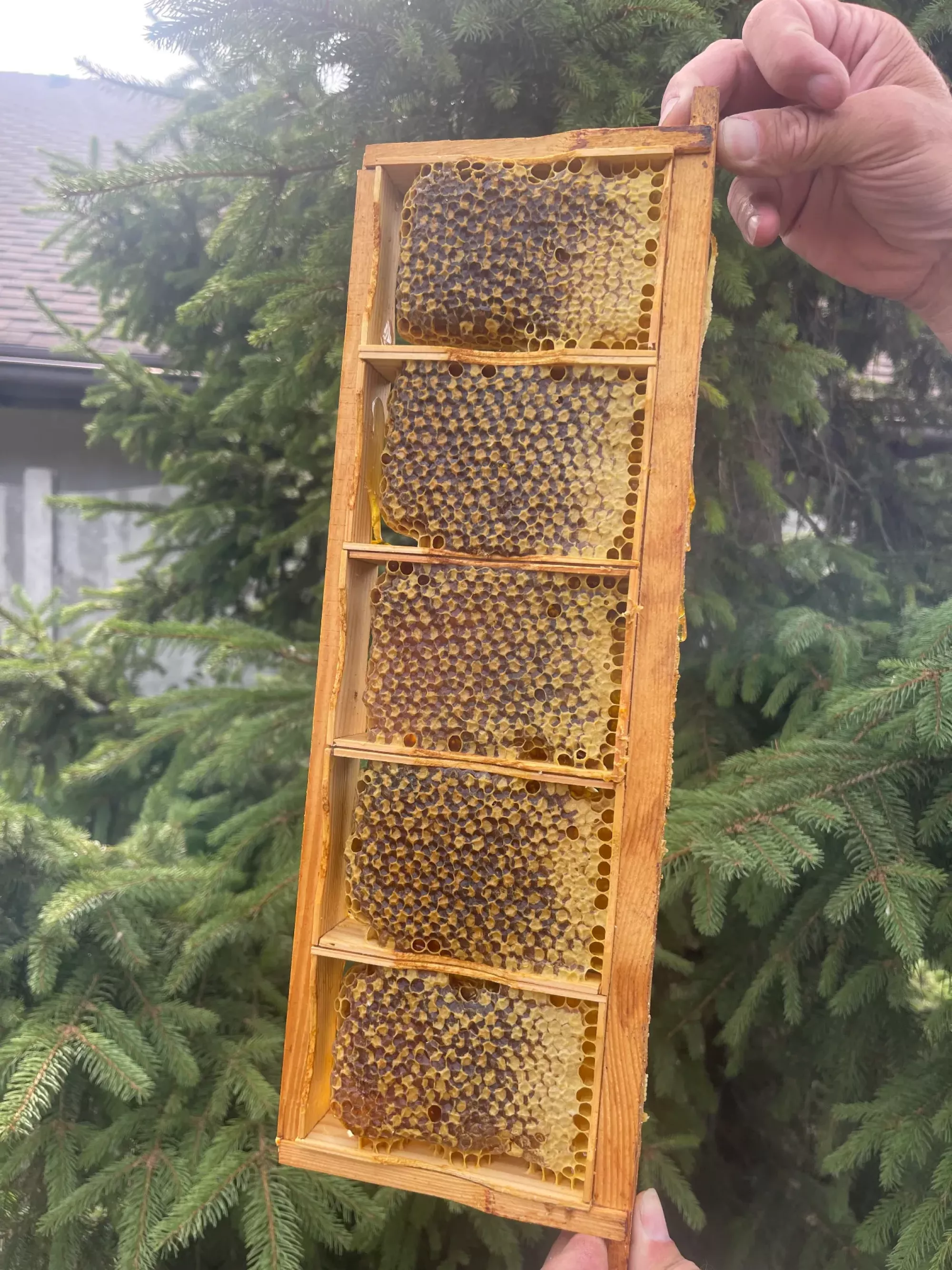 Сотовий мед / Стільниковий мед