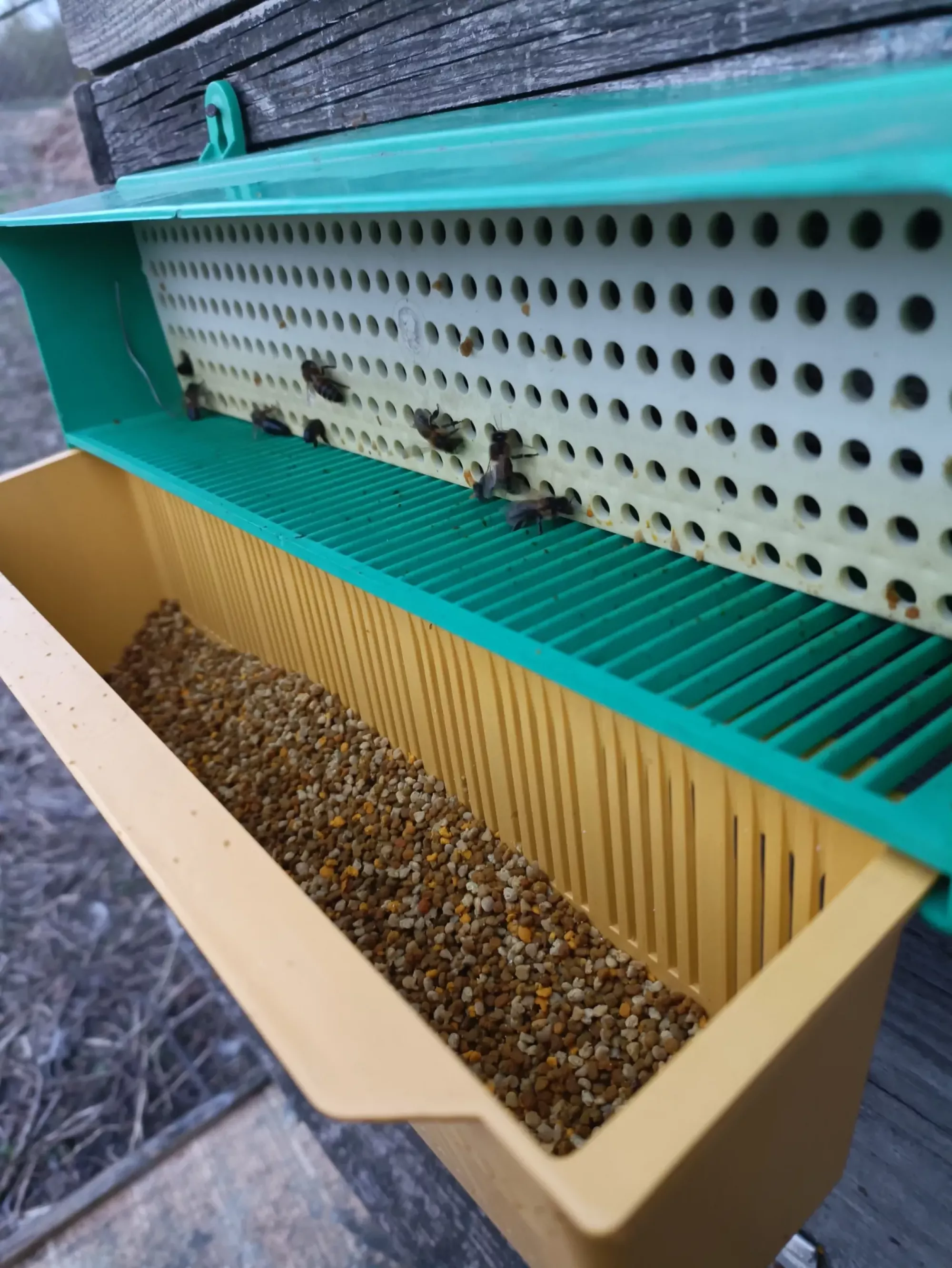 Пилок бджолиний