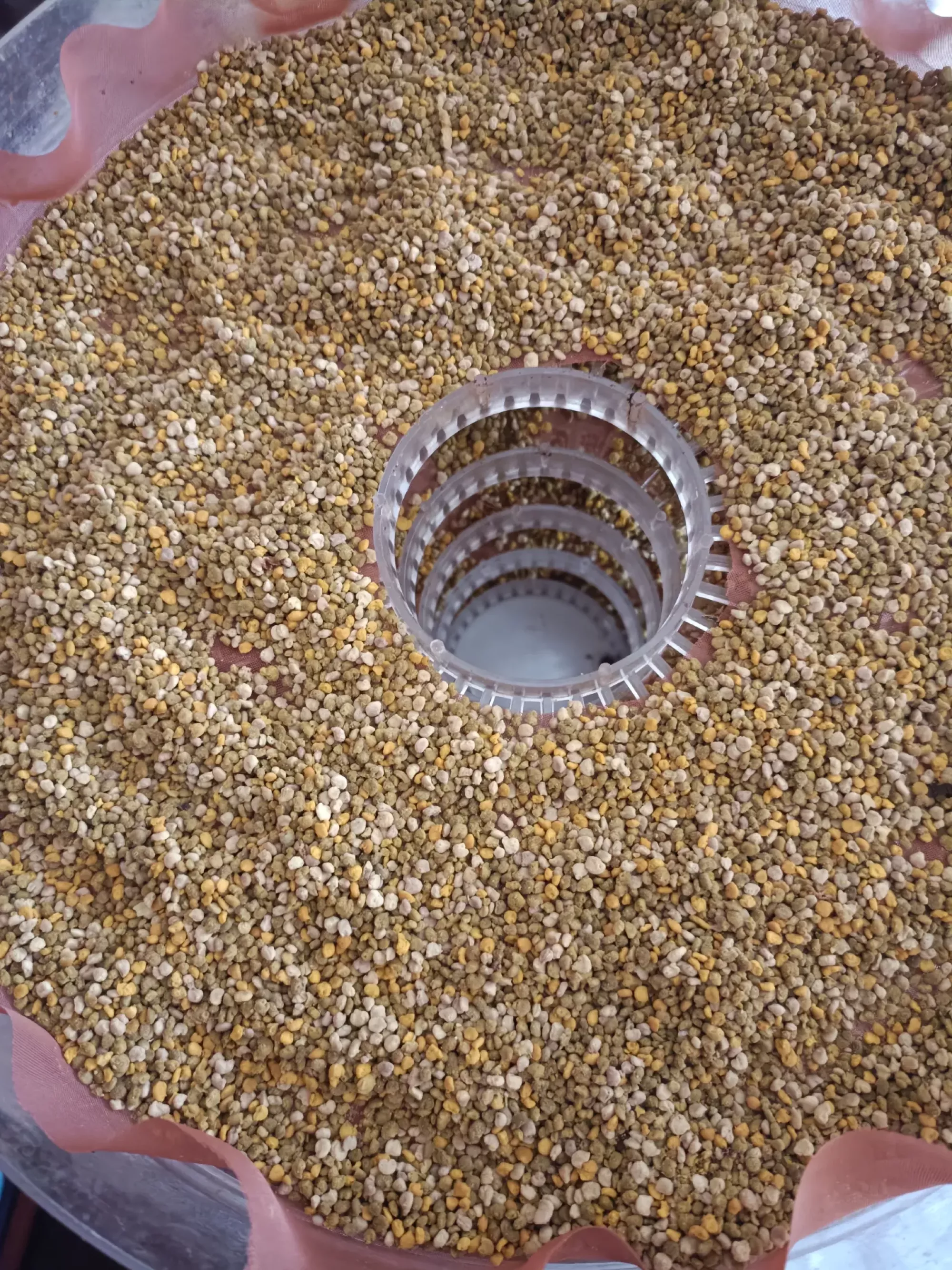 Пилок бджолиний