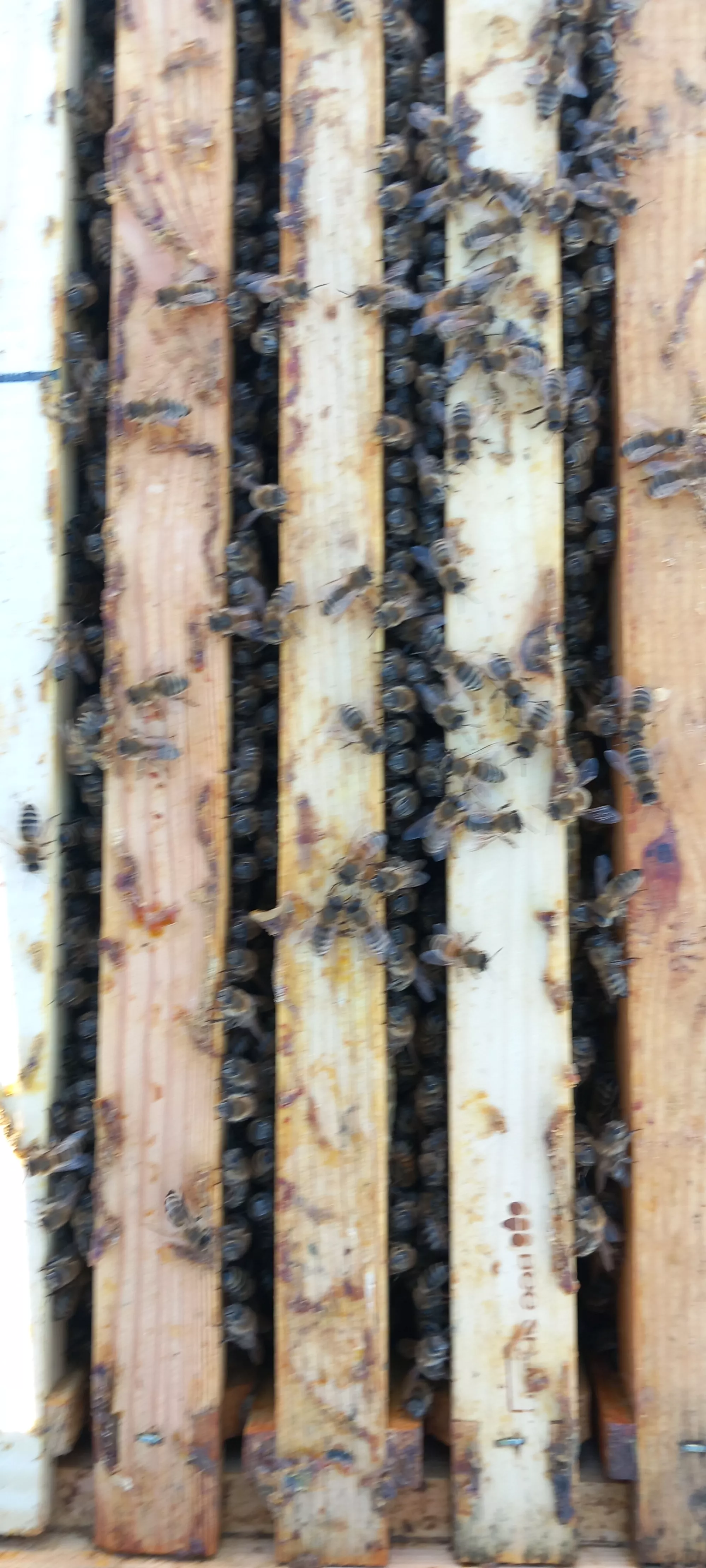 Бджолопакет