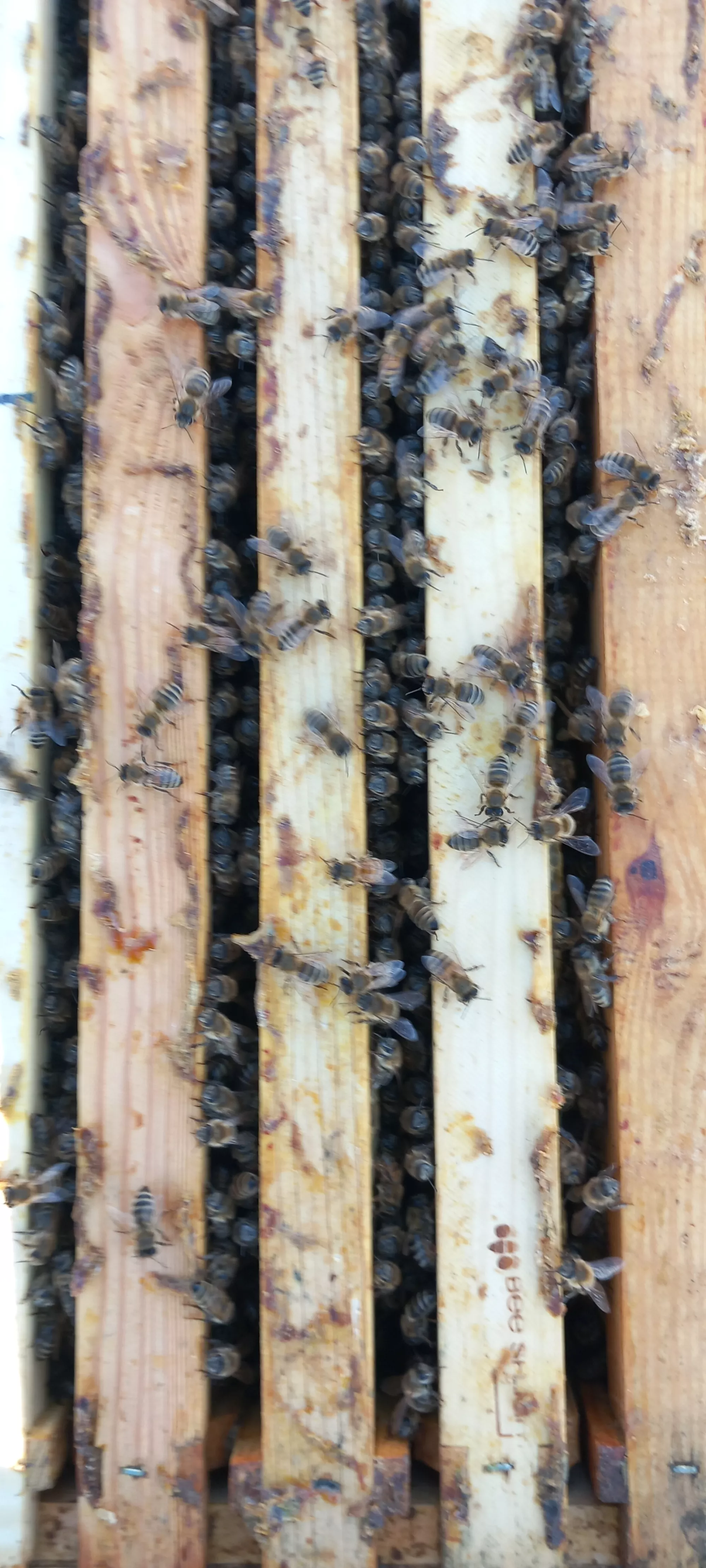 Бджолопакети