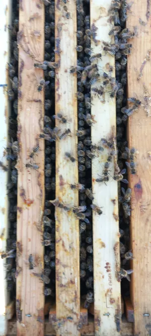 Бджолопакети