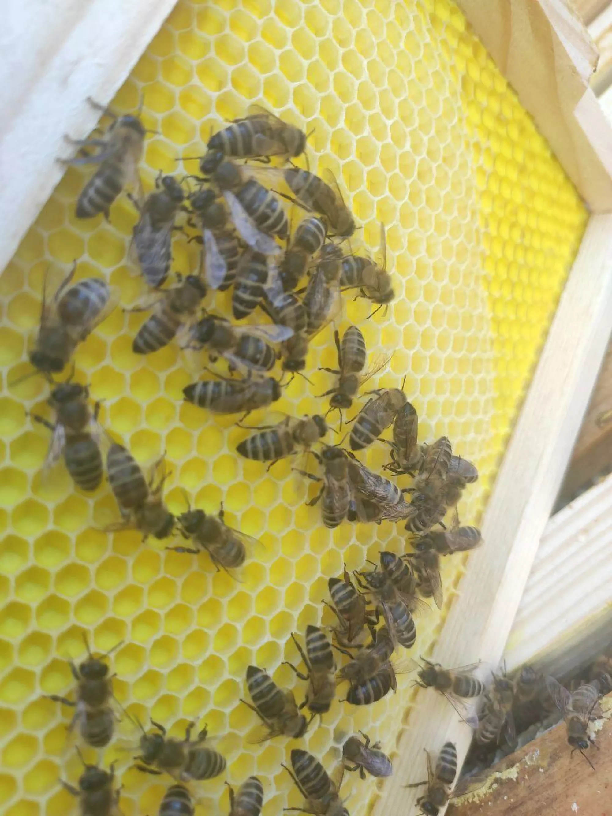 Вощина Пластикова "Магазинна" (на напіврамку 145 мм) 1 аркуш