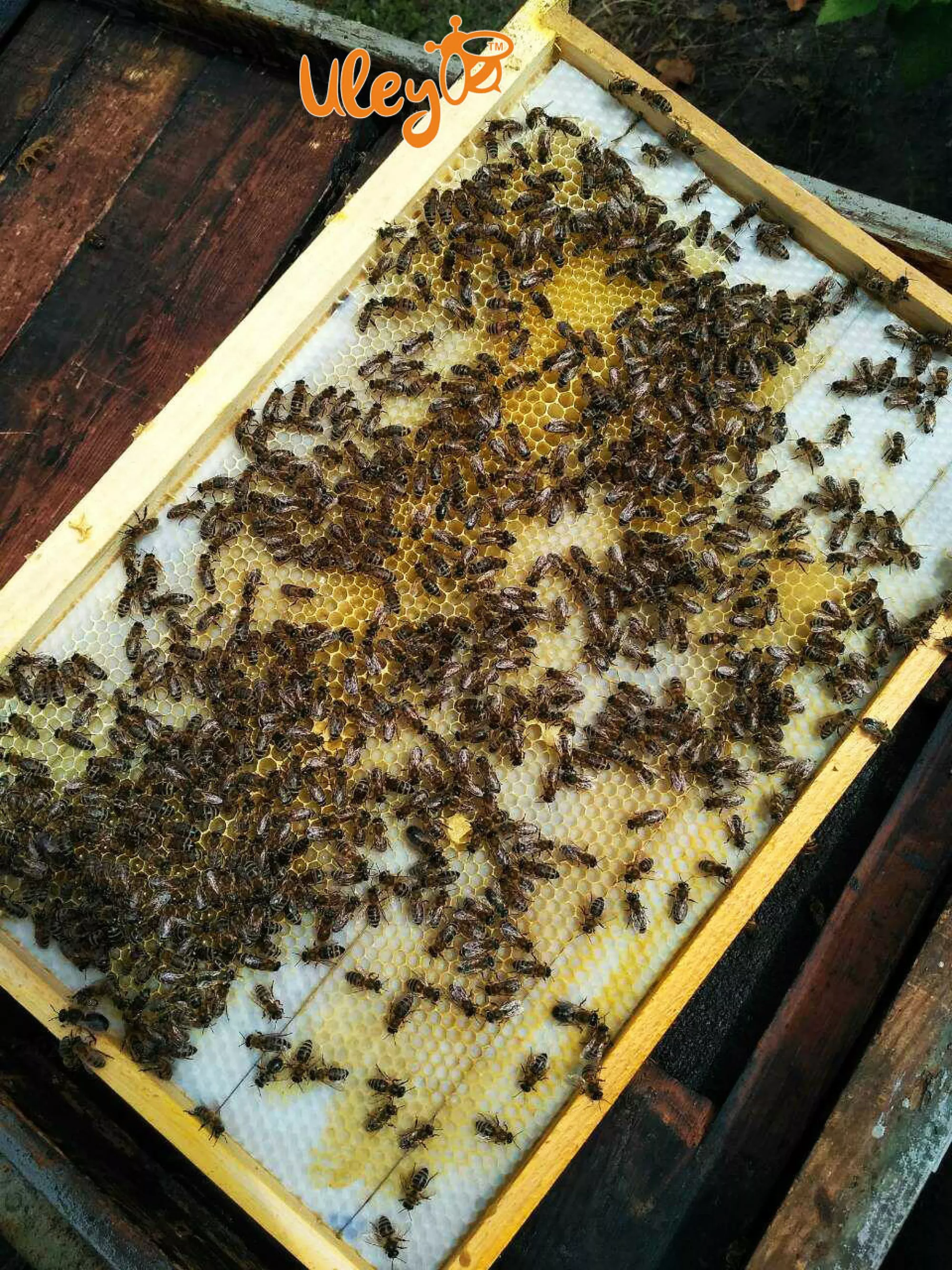 Вощина Пластикова «Дадан» 1 аркуш