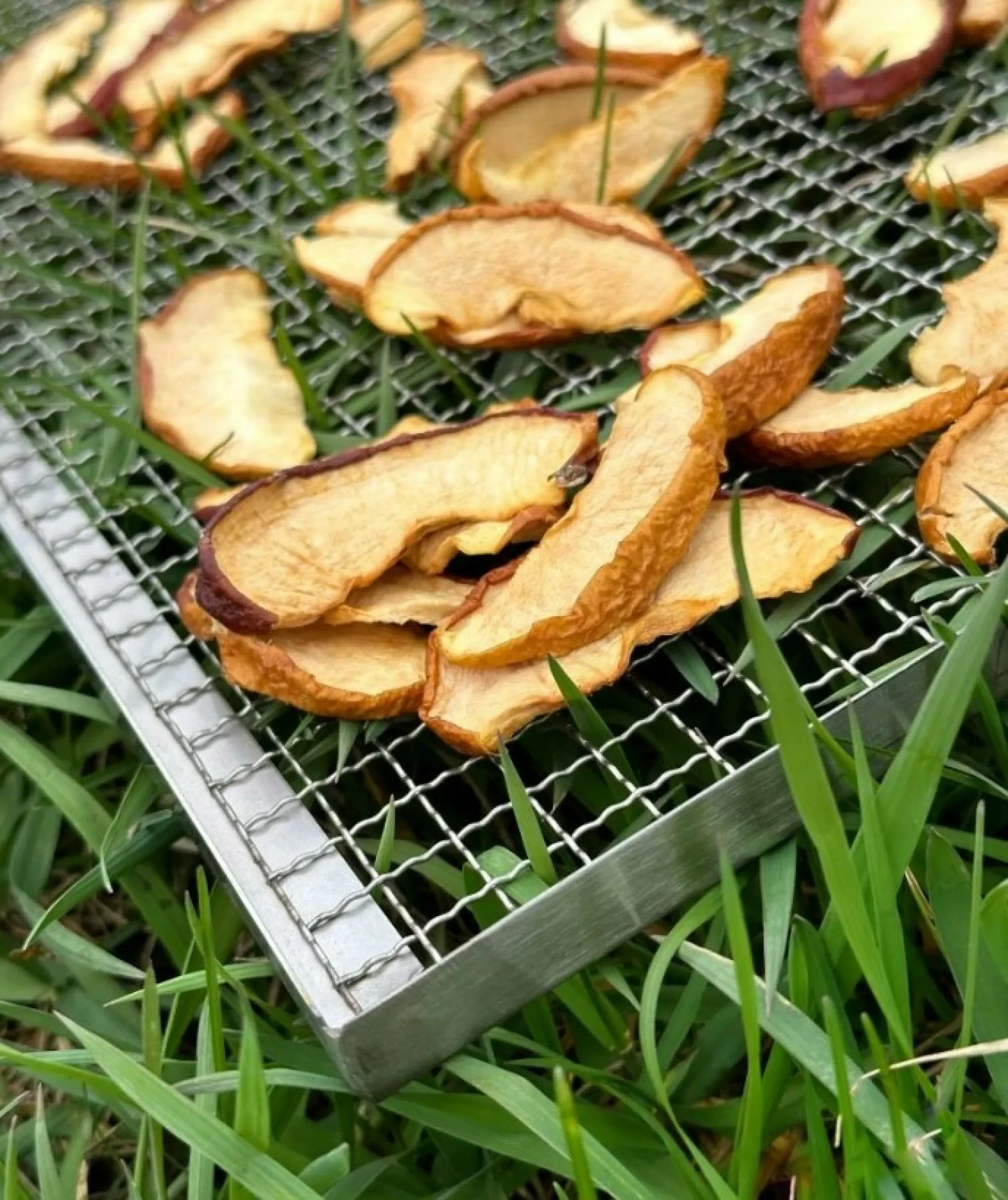 Лоток із харчової нержавіючої сталі з бортиками (360х450мм). Для сушильної шафи міні