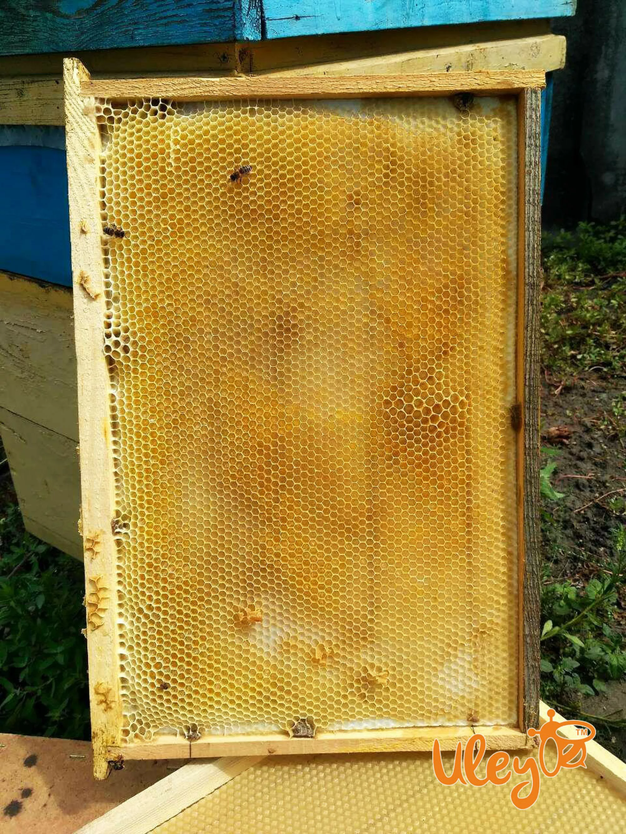 Вощина Пластикова «Дадан» 1 аркуш