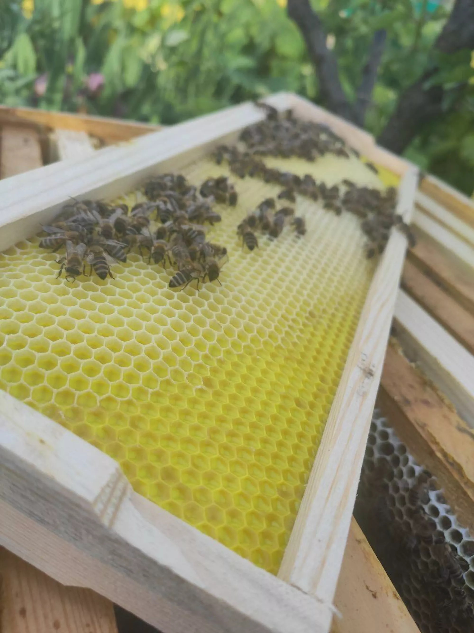 Вощина Пластикова "Магазинна" (на напіврамку 145 мм) 1 аркуш