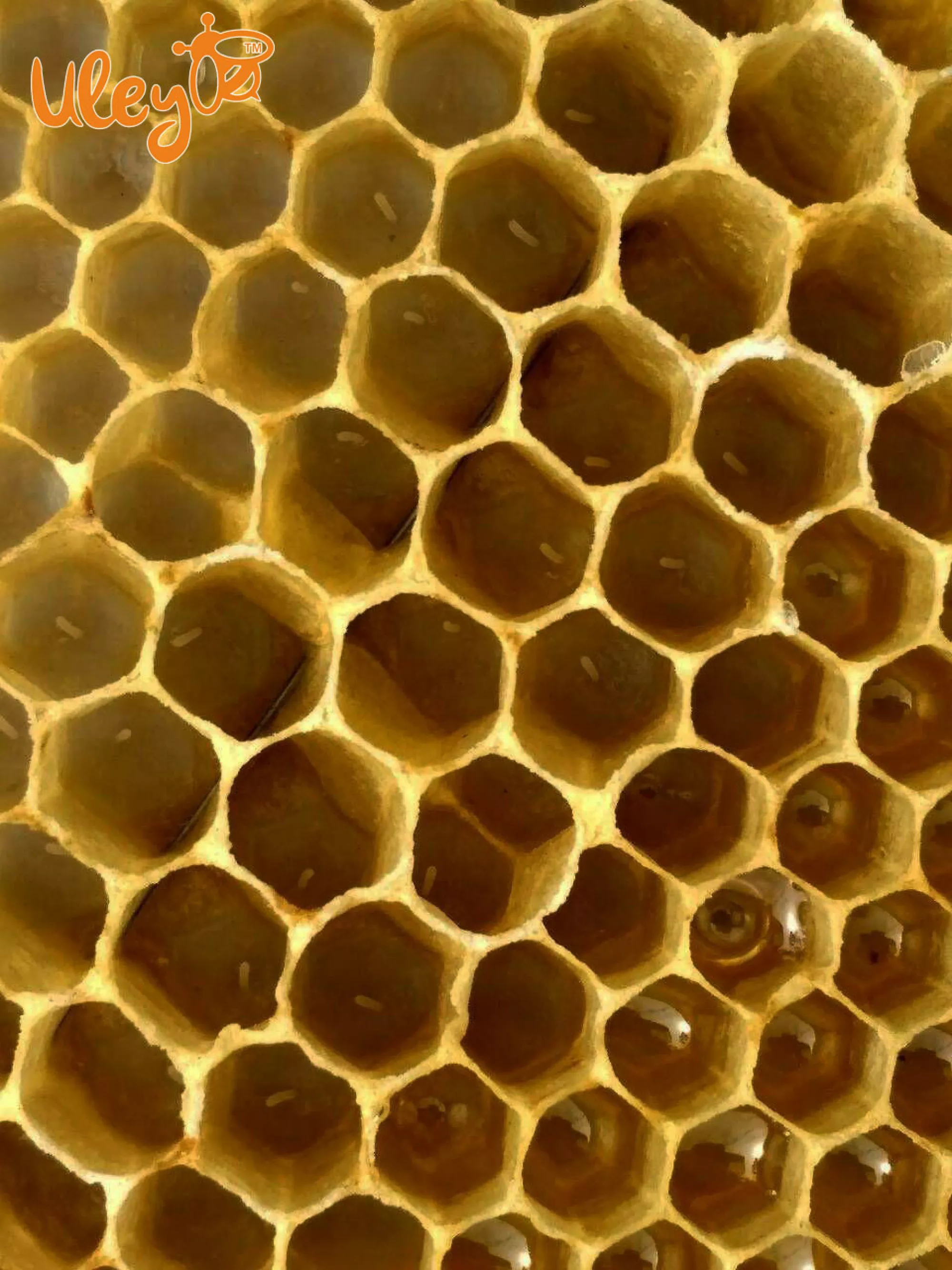 Вощина Пластикова «Дадан» 1 аркуш