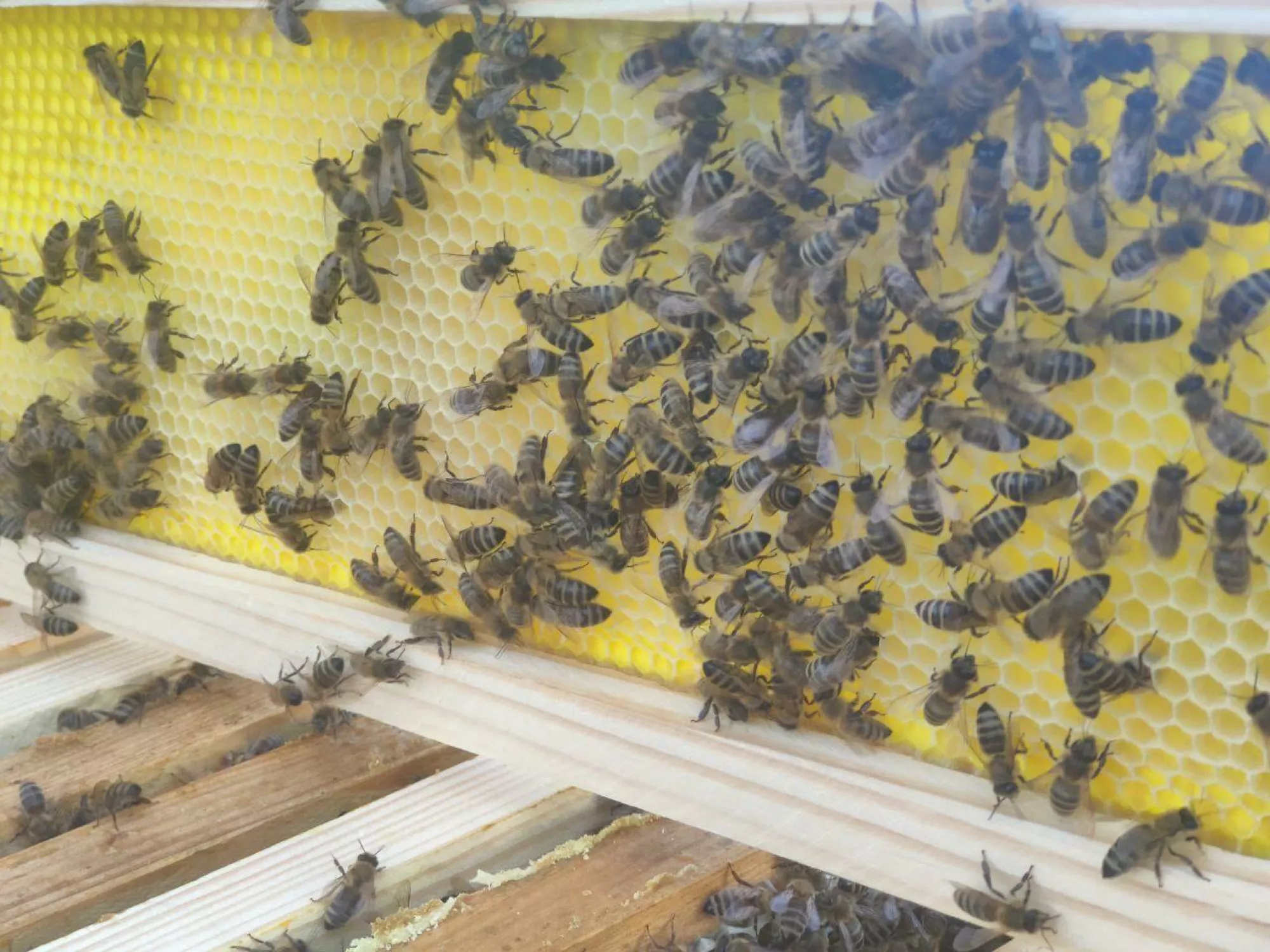 Вощина Пластикова "Магазинна" (на напіврамку 145 мм) 1 аркуш