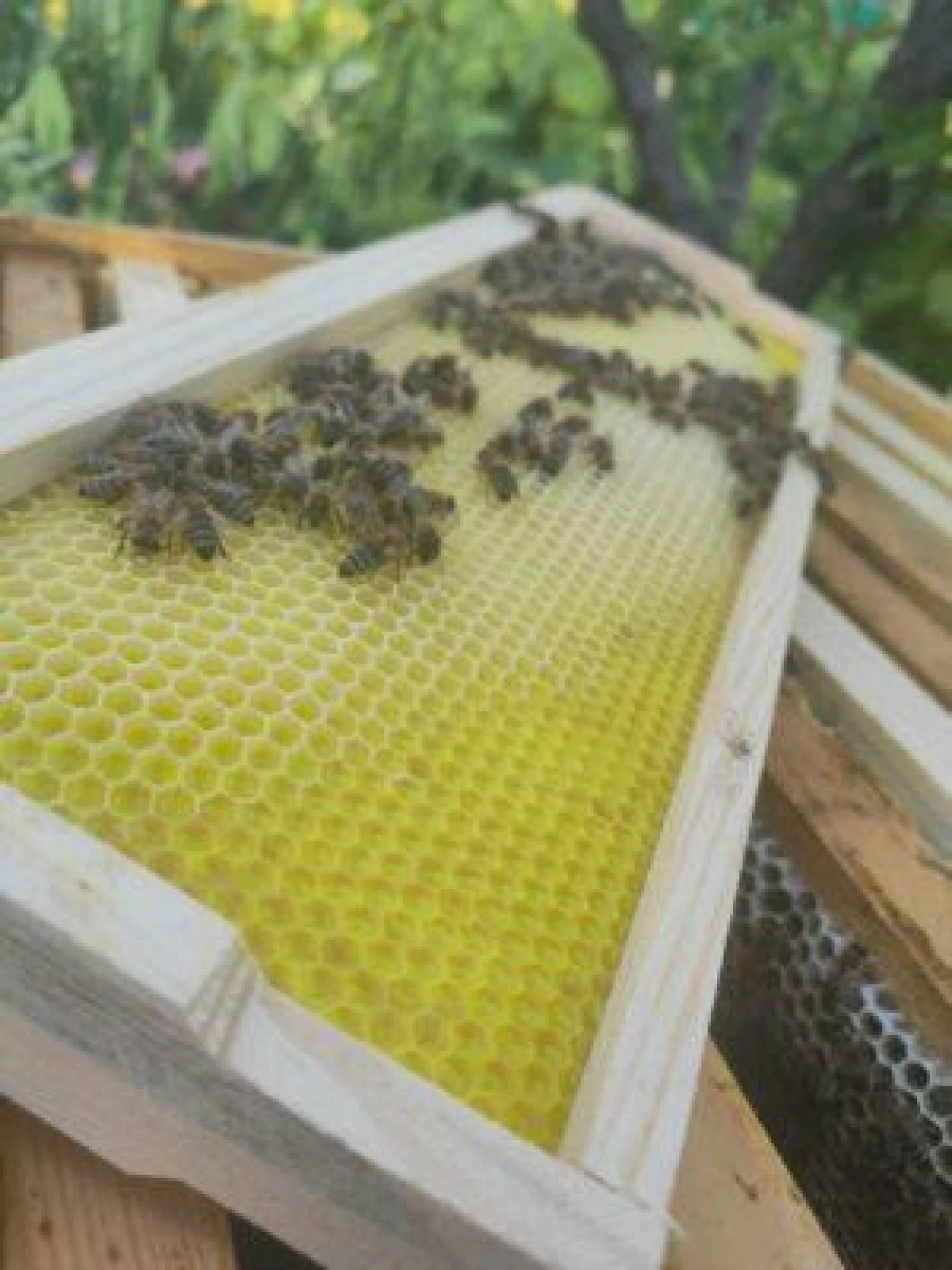 Рамка магазинна (дерев’яна) з пластиковою вощиною, комплект – 10 шт.