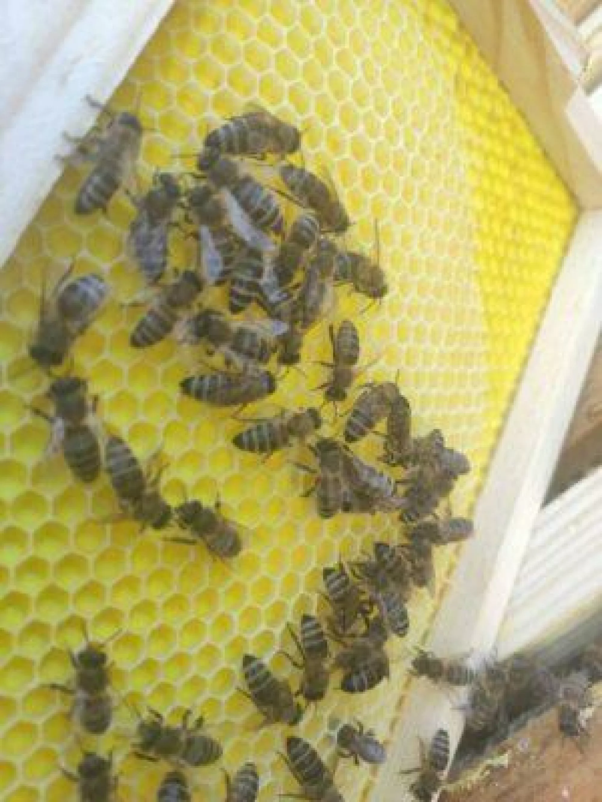 Рамка магазинна (дерев’яна) з пластиковою вощиною, комплект – 10 шт.