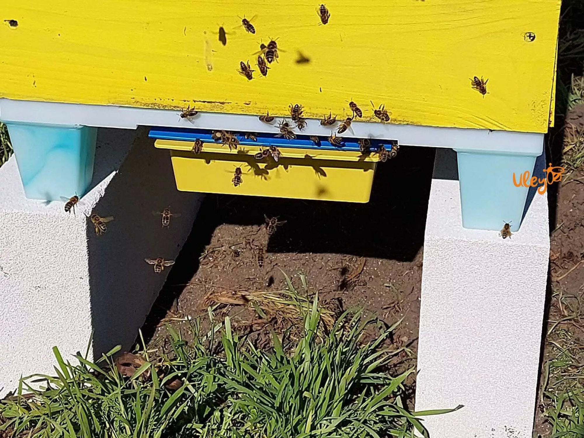 Пластикове Дно, сітчасте з пыльцесборником, на 10-ти рамковий вулик