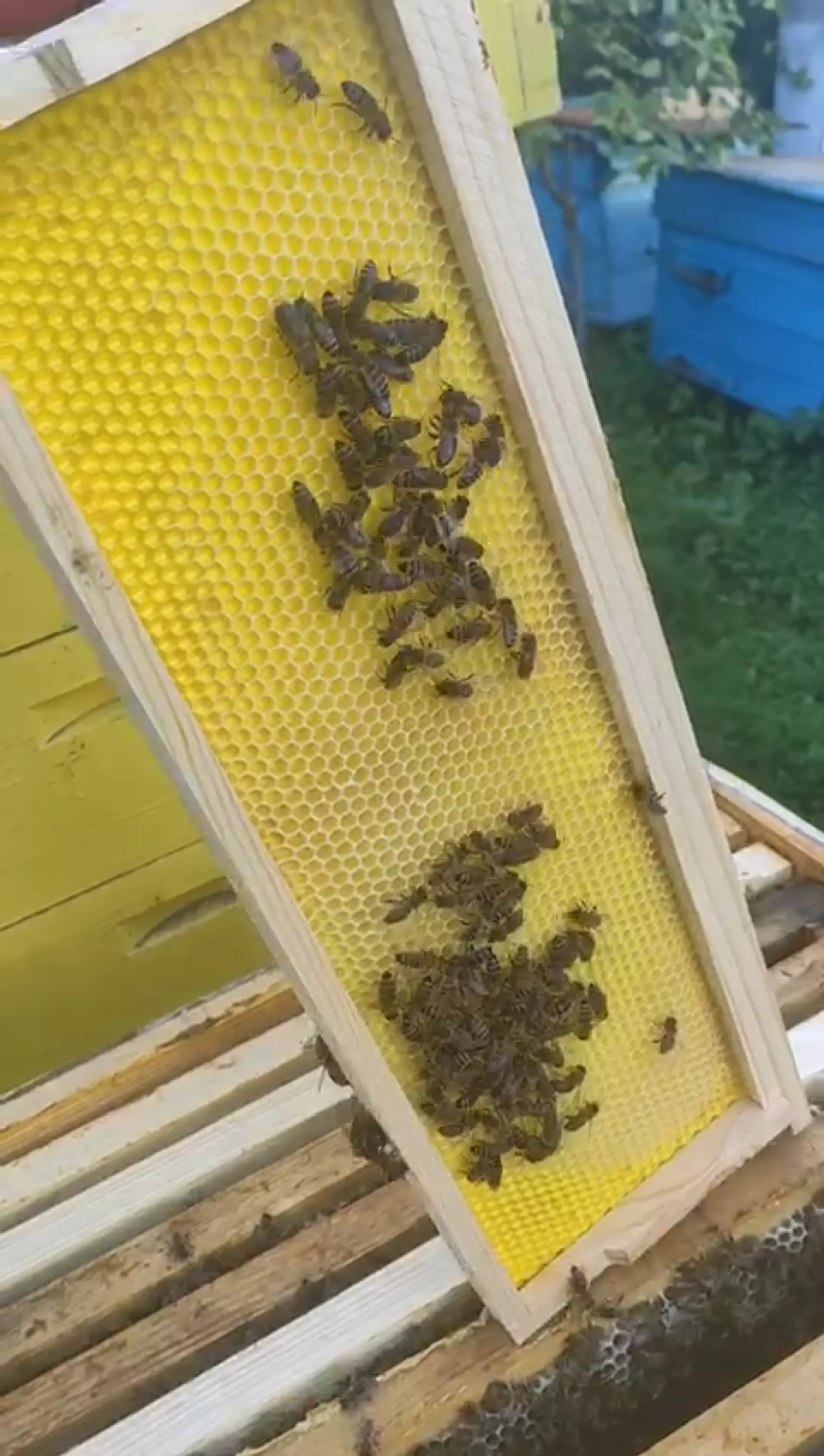 Рамка магазинна (дерев’яна) з пластиковою вощиною, комплект – 10 шт.