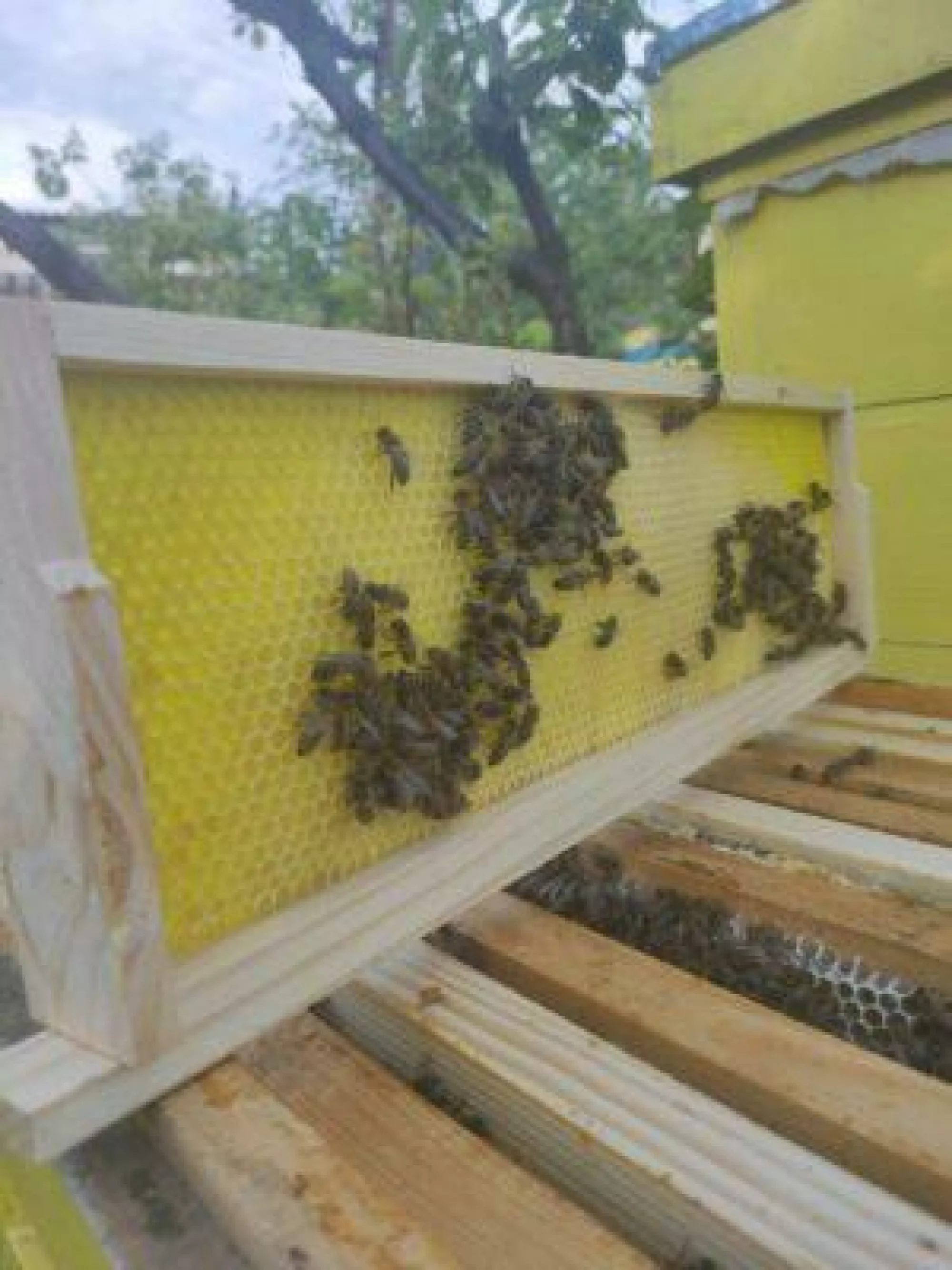 Рамка магазинна (дерев’яна) з пластиковою вощиною, комплект – 10 шт.