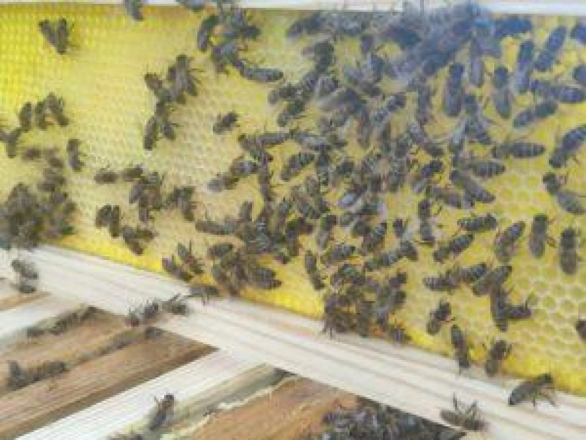 Рамка магазинна (дерев’яна) з пластиковою вощиною, комплект – 10 шт.