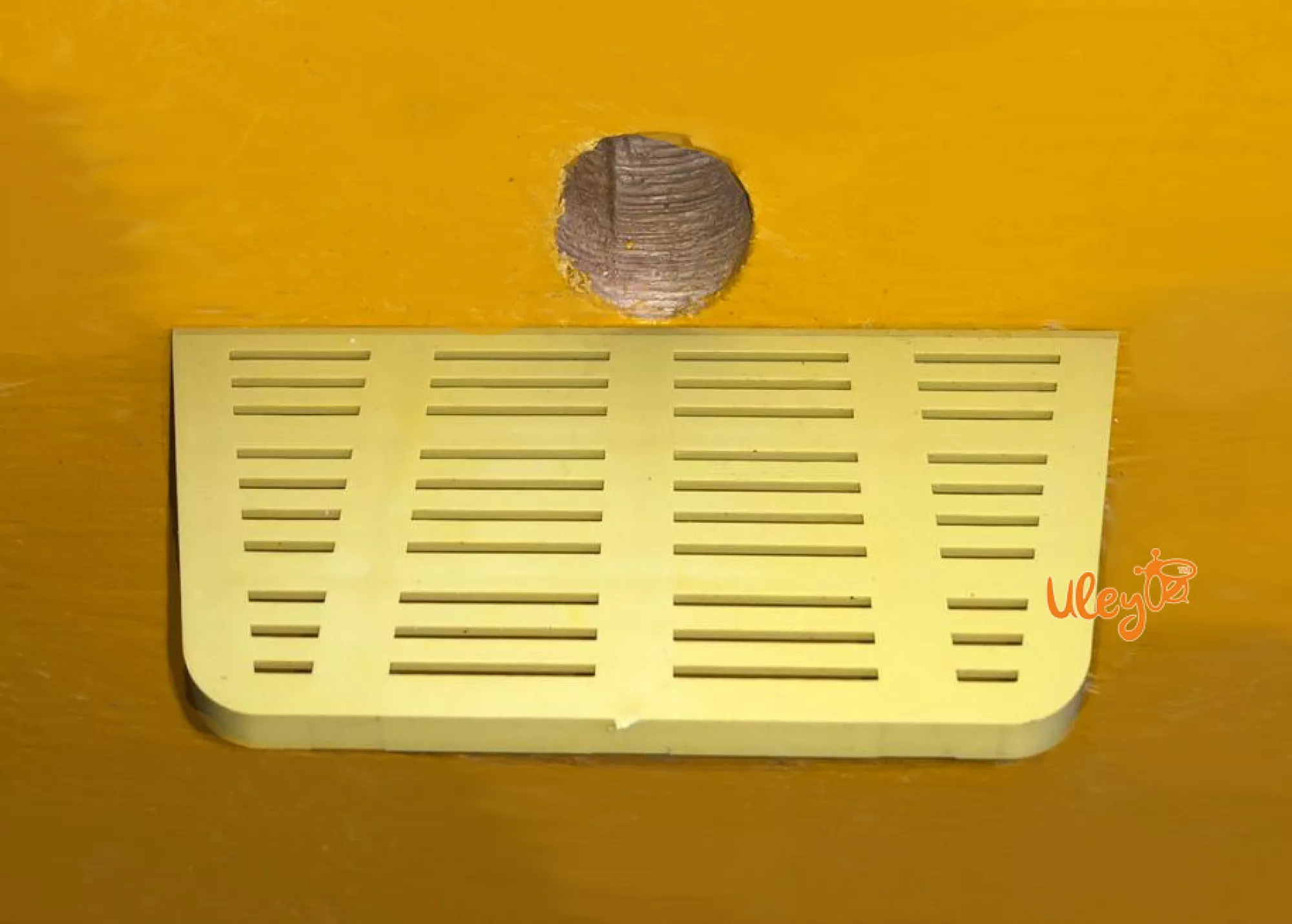 Дошка прилетная сітчаста велика