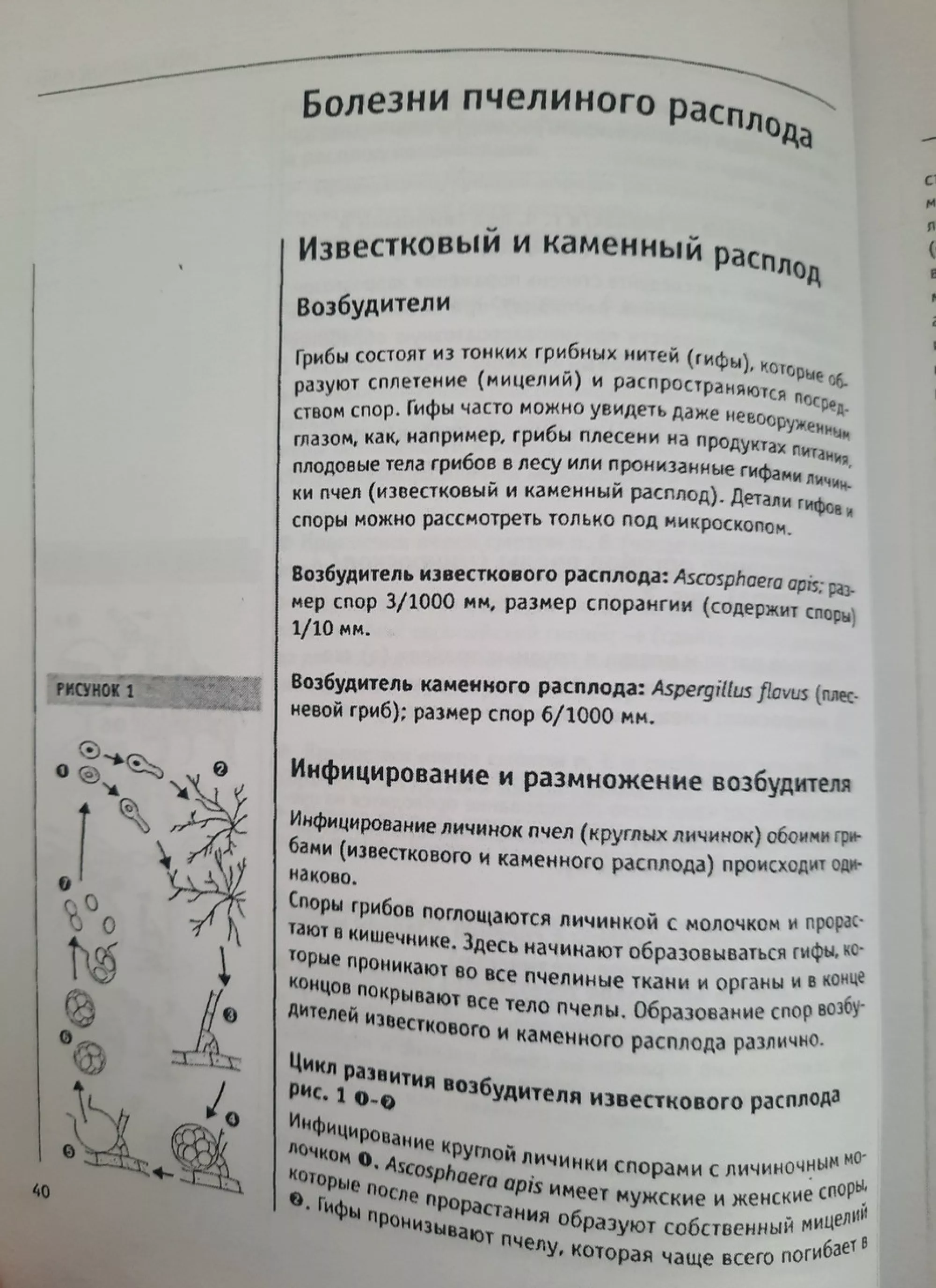 Книга “Хвороби бджіл” Фрідріх Поль