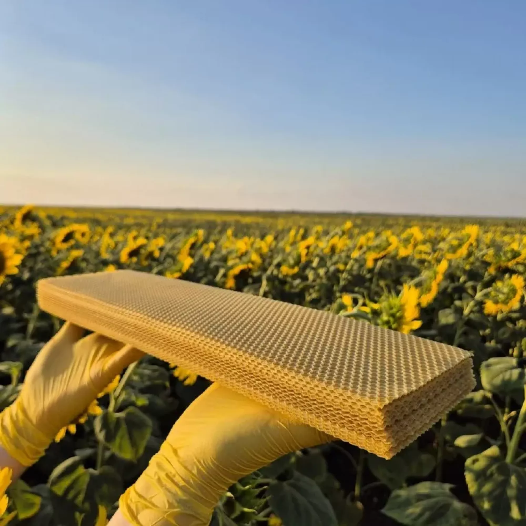 Вощина “Долина меду” (на всі типи рамок (Дадан, Рута, магазинна, Трутнева)