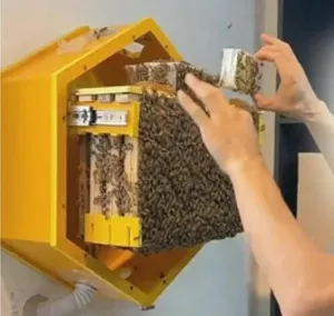 Домашній оглядовий вулик