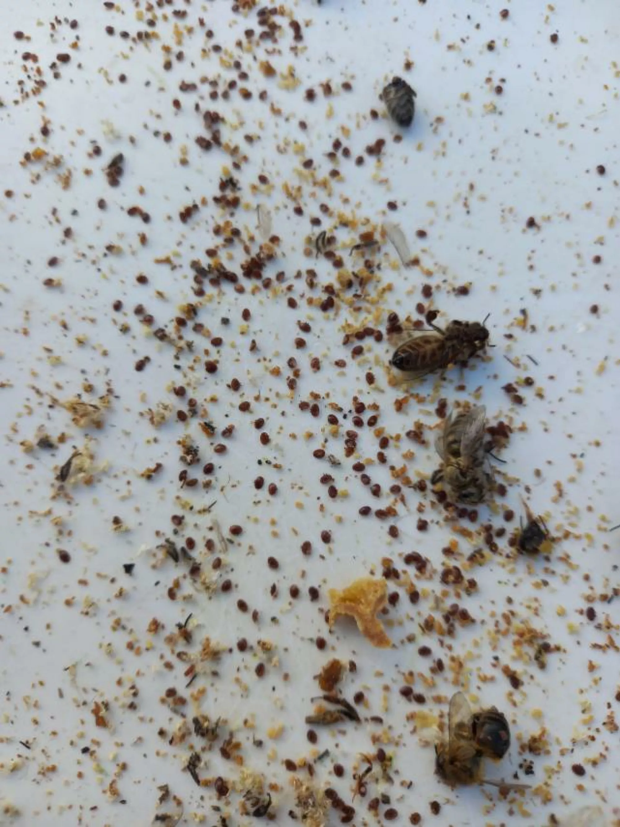 Спрей від Варроа та Тропієлапсиса Флувалінат BeeSong 350ml