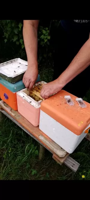 Плідні маткі Карніка Зінгер С64