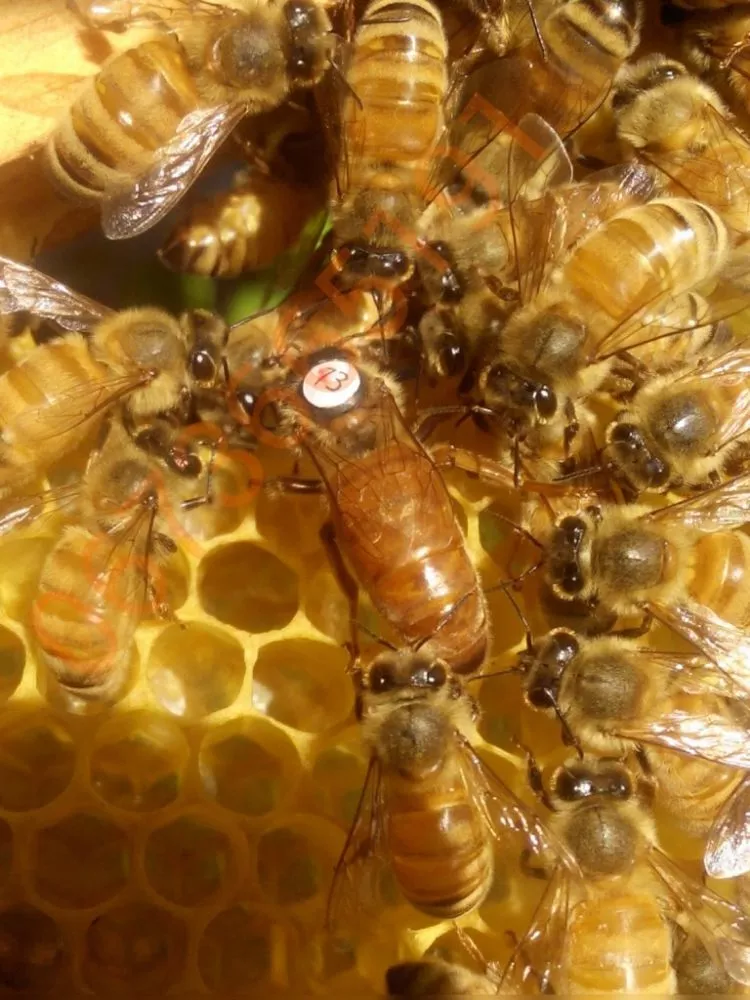 Продам бджоломатки штучного запліднення ( ІО/ШЗ) 2023р