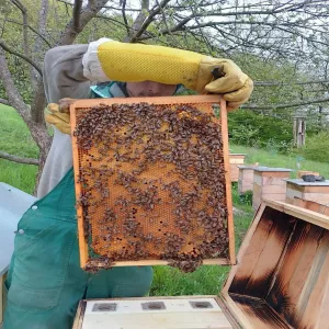 Продам Бджолопакети на ( українську ) Вертикальну рамку!