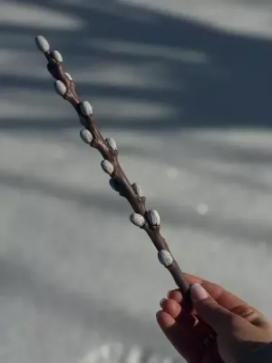 Свічка вербова гілочка 25 см під замовлення