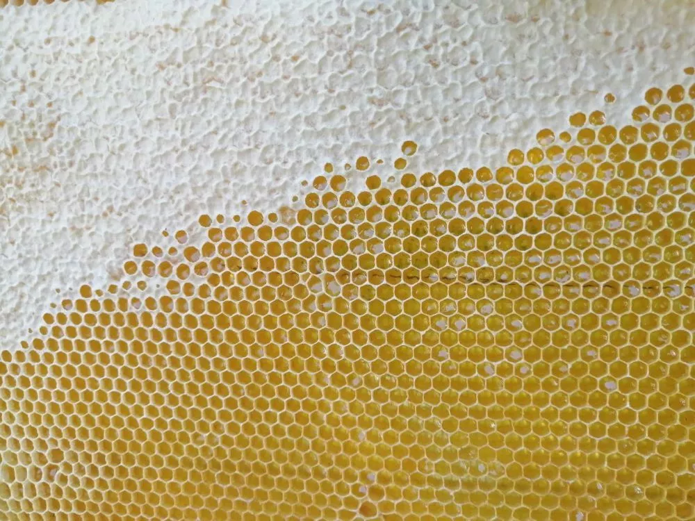 Соняшниковий мед