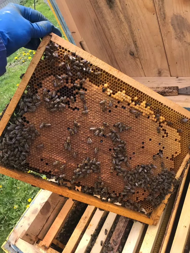 Бджолопакети