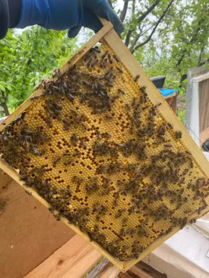 Бджолопакети