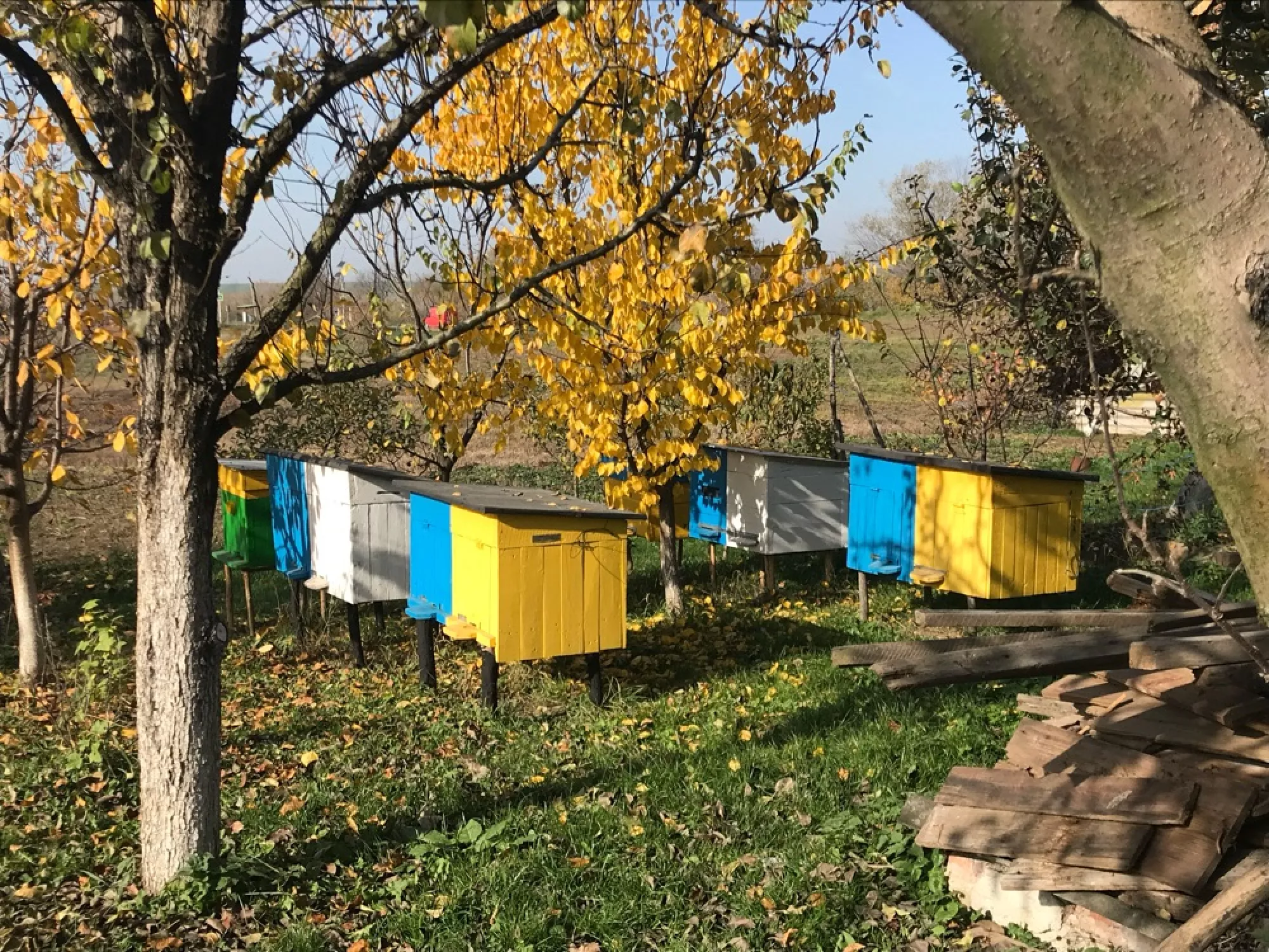 Бджолопакети