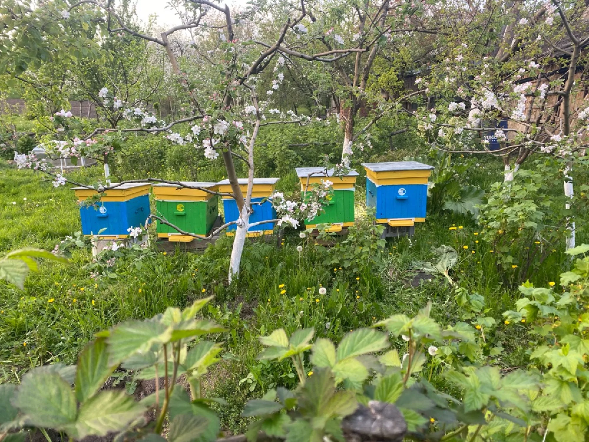 Бджолопакети