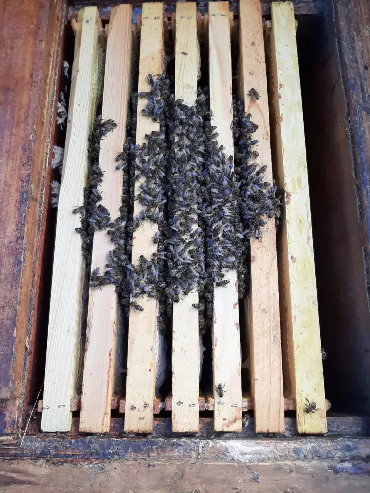 Бджолопакет