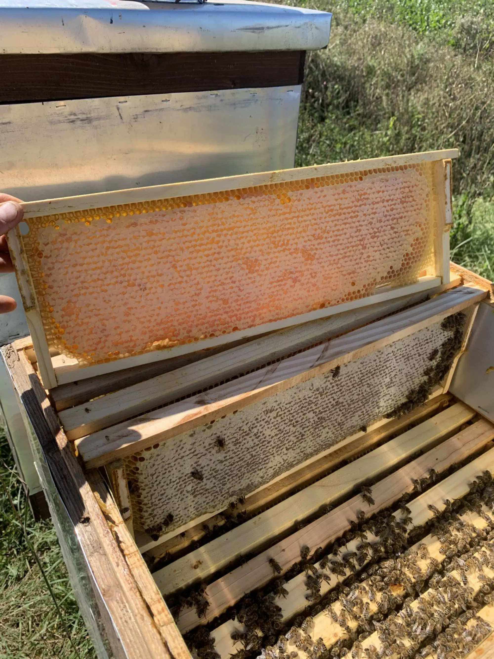 Гречаний мед