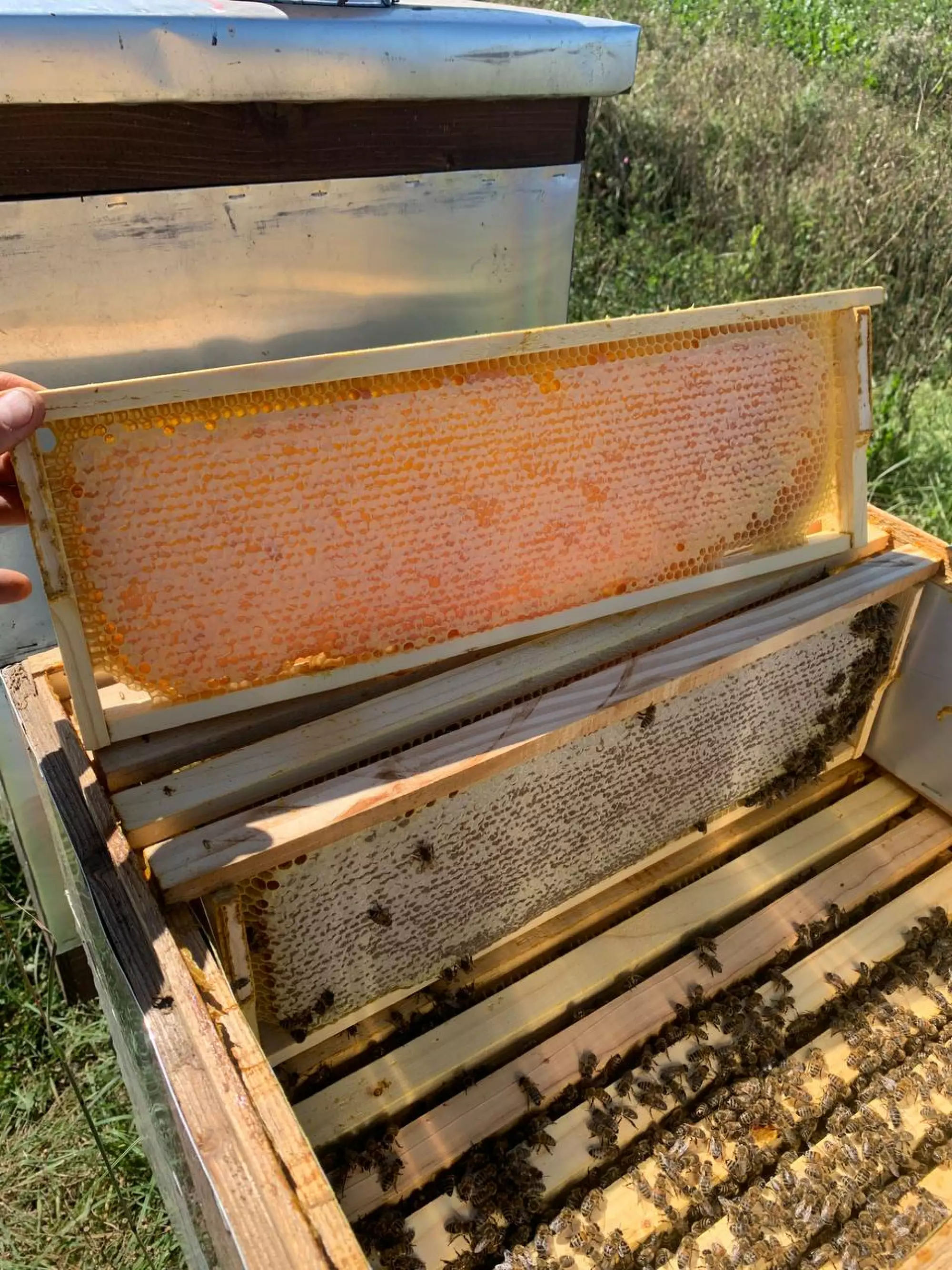 Гречаний мед