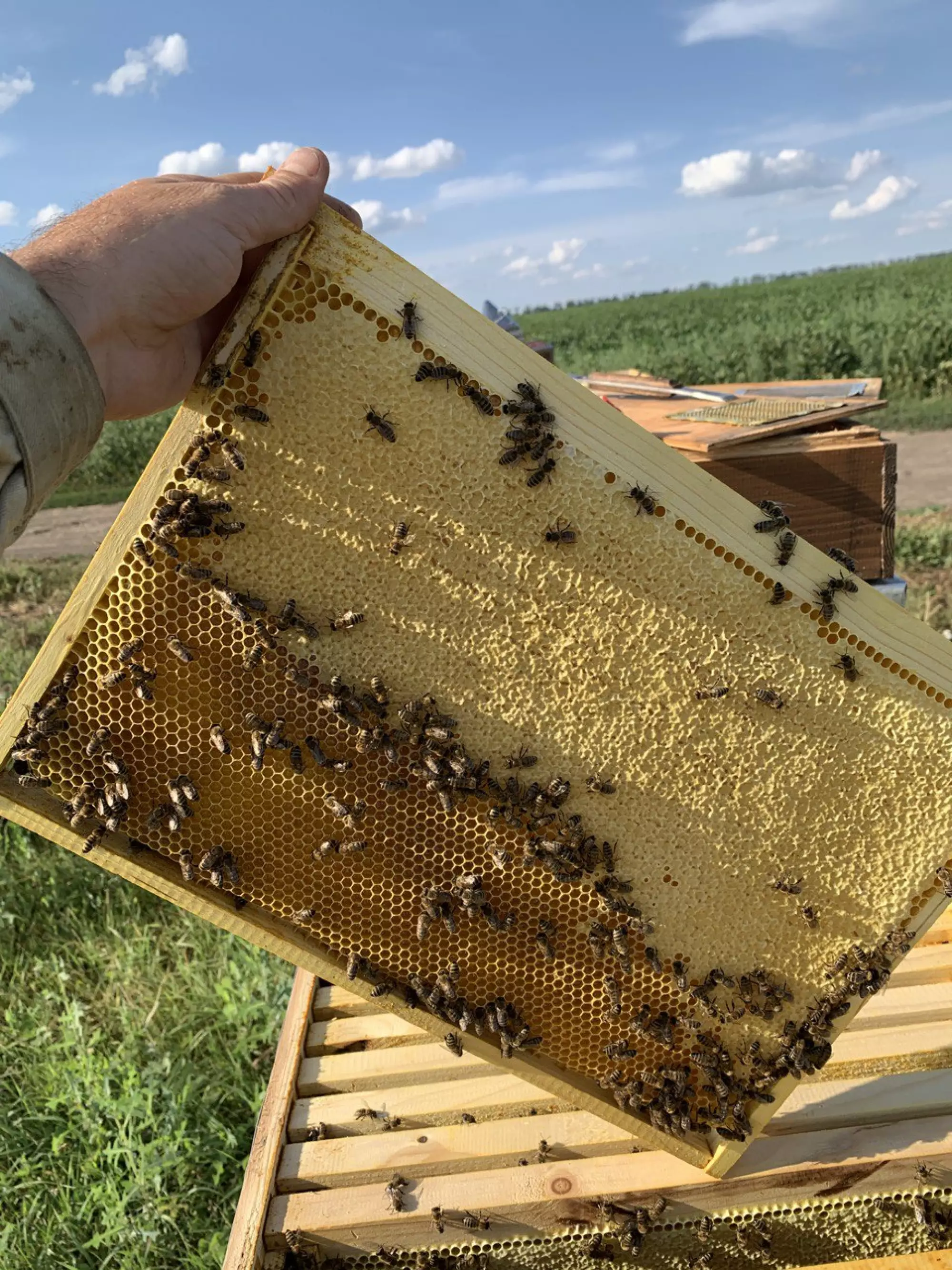 Гречаний мед