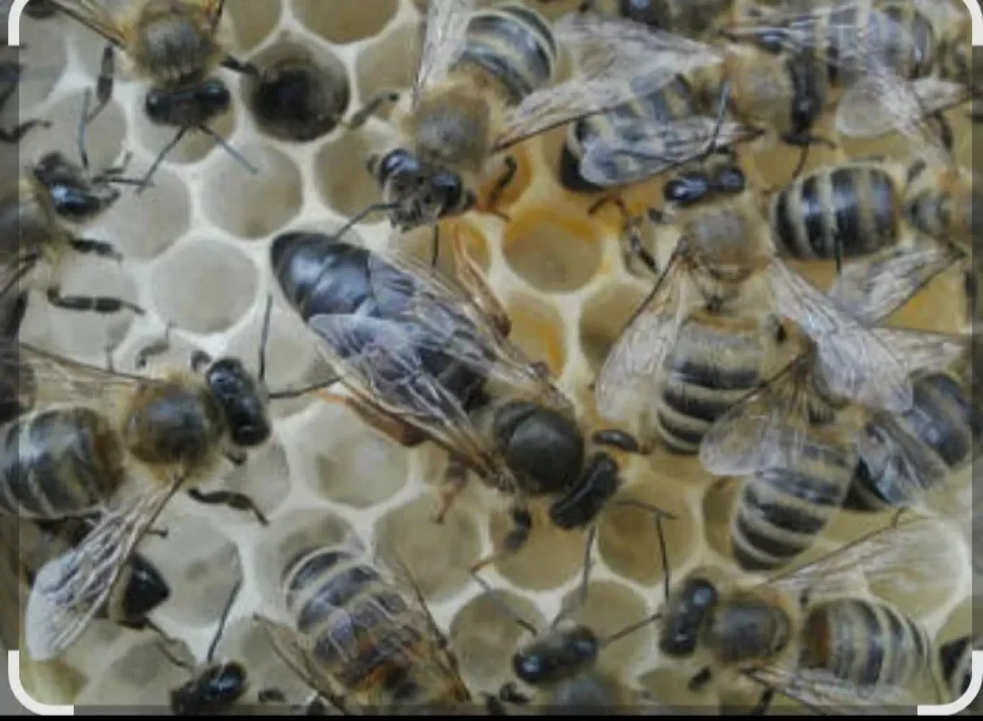 Бджоматки карніка