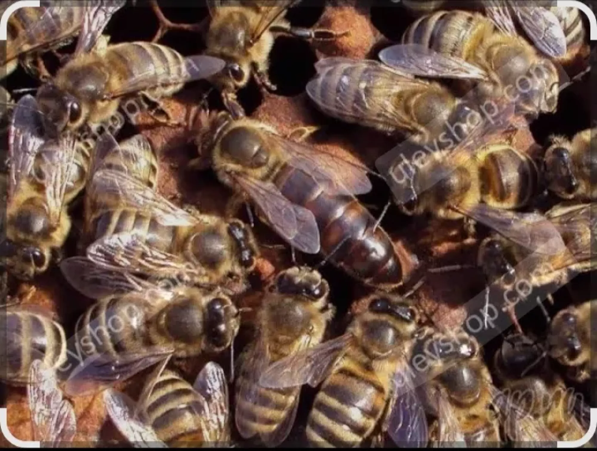 Бджоматки карніка