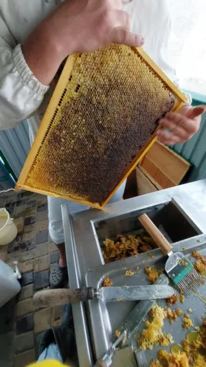 Мед різнотрав'я