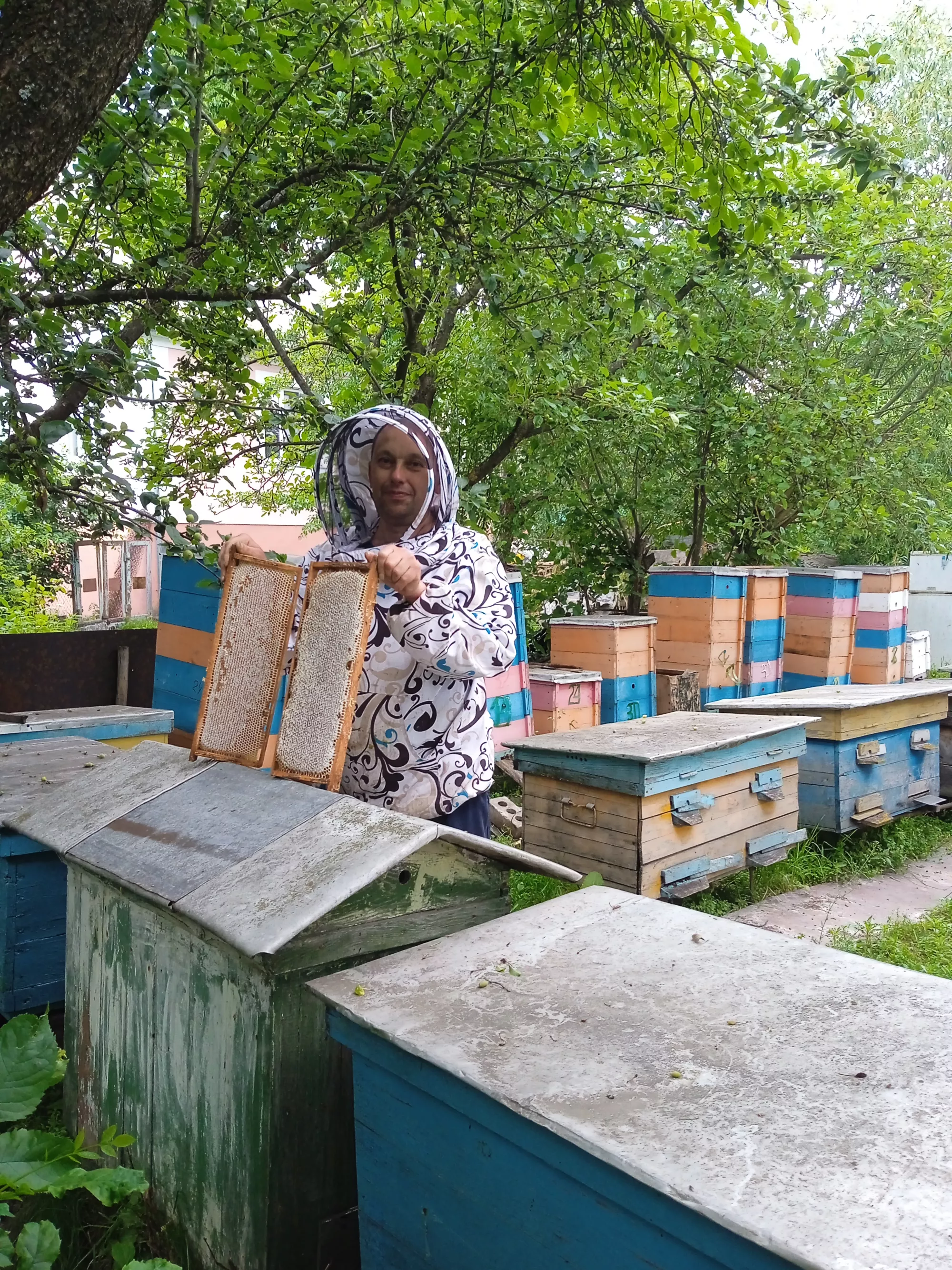 Продається пасіка. Продам 10 бджолосімей місцевої популяції.