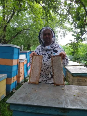Продається пасіка. Продам 10 бджолосімей місцевої популяції.
