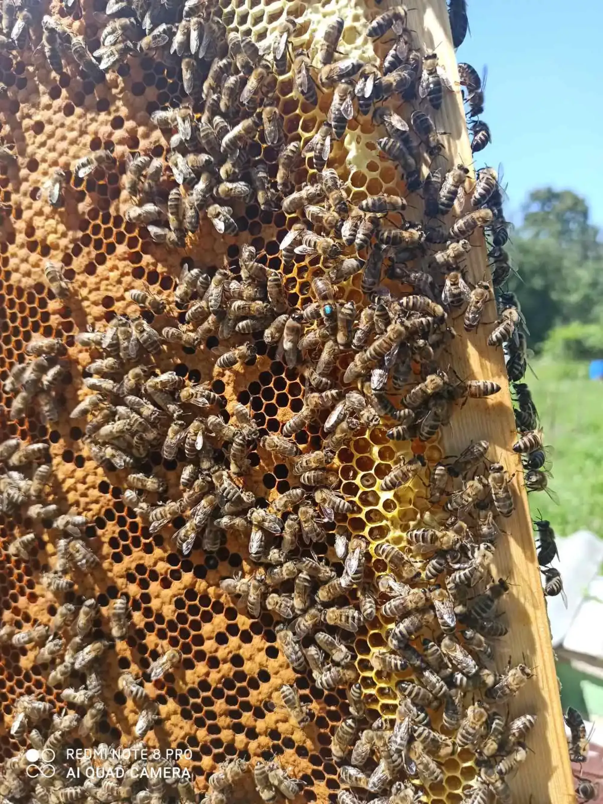 Бджолопакети Карпатка