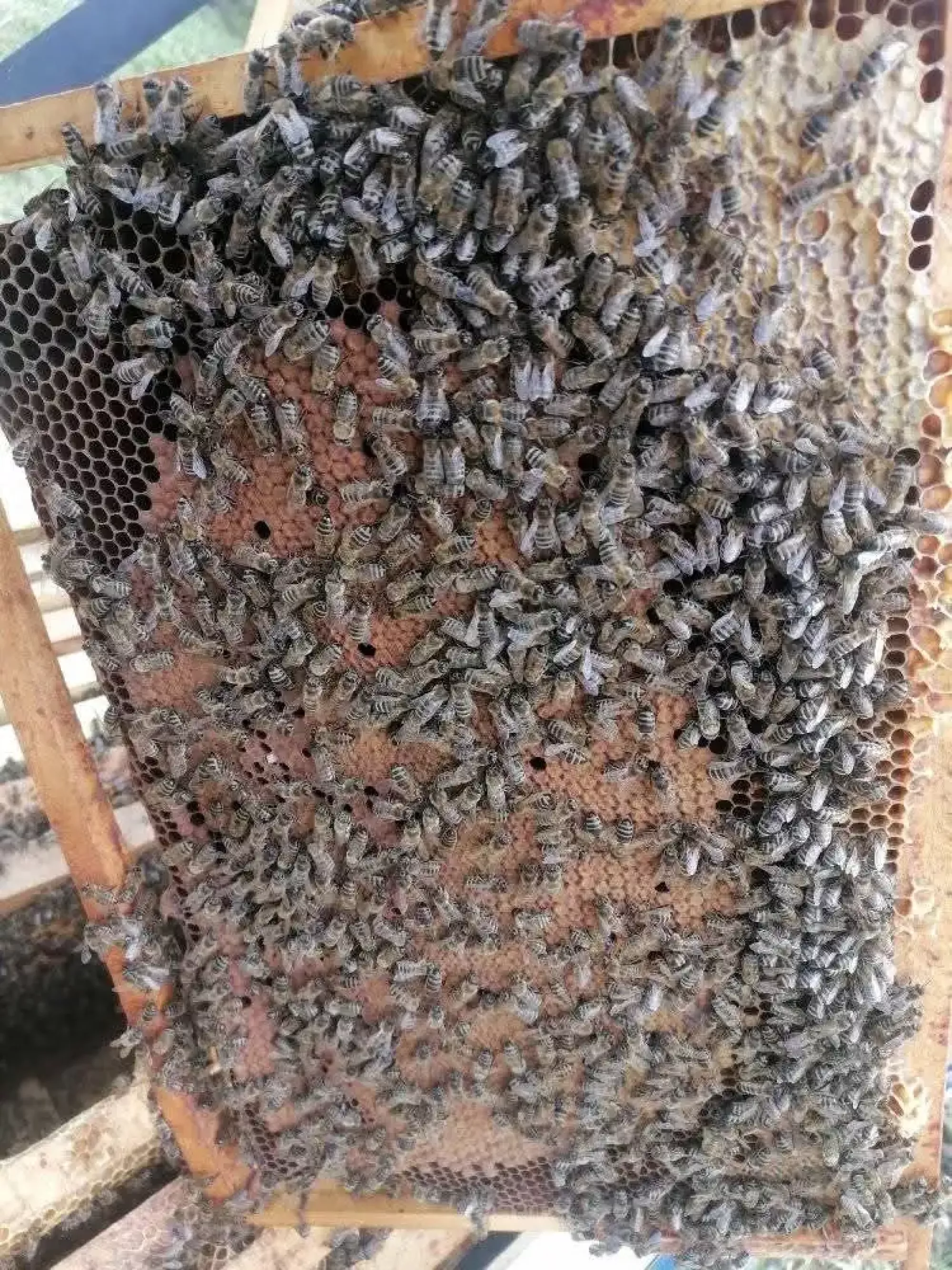 Бджолопакети