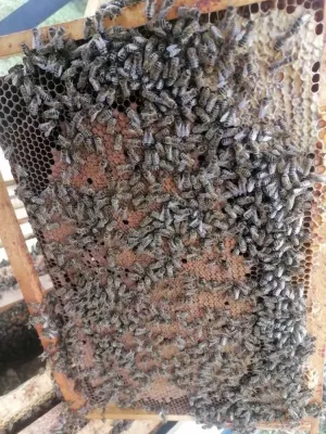 Бджолопакети