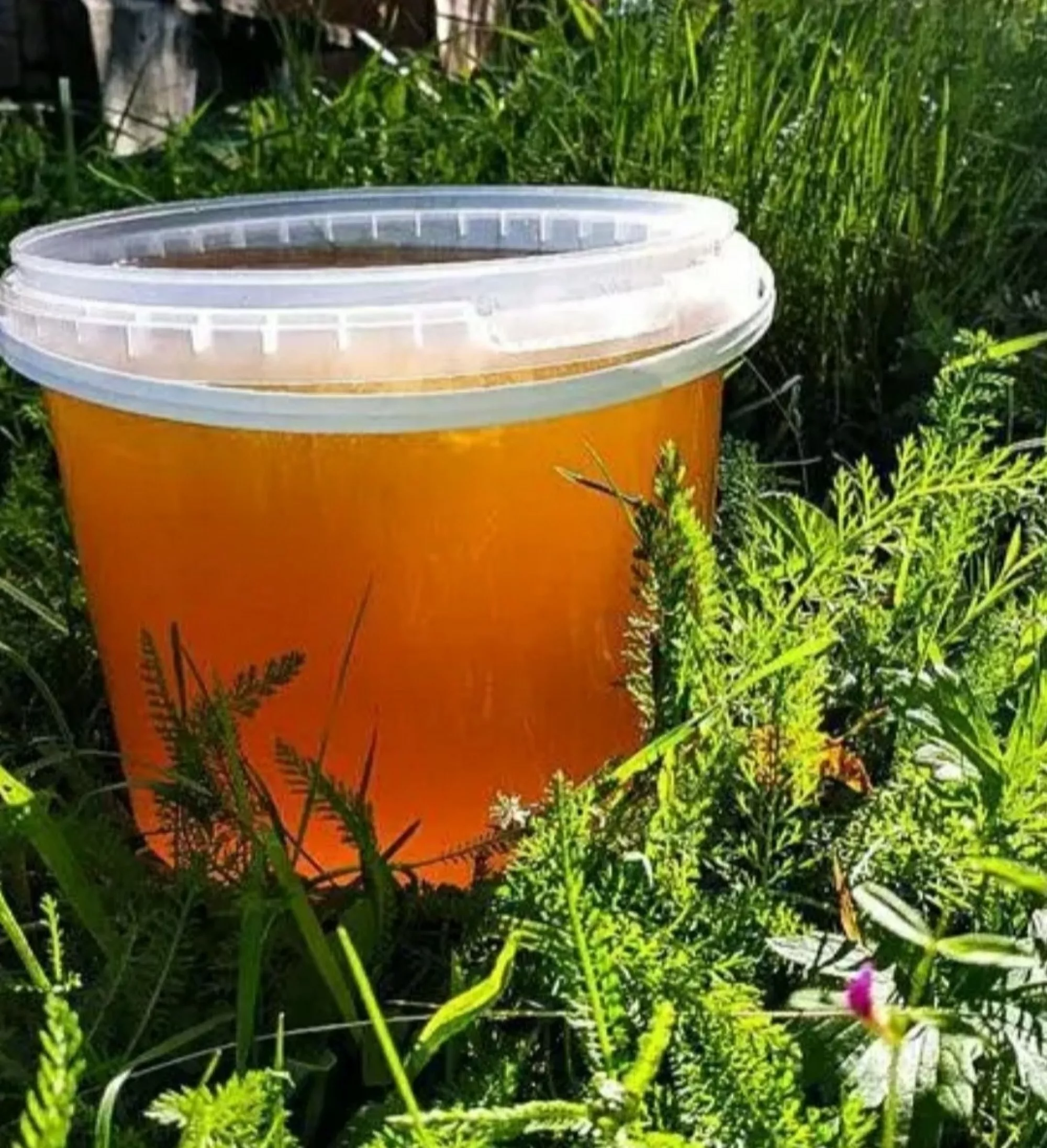 Мед лісовий (різнотрав'я)