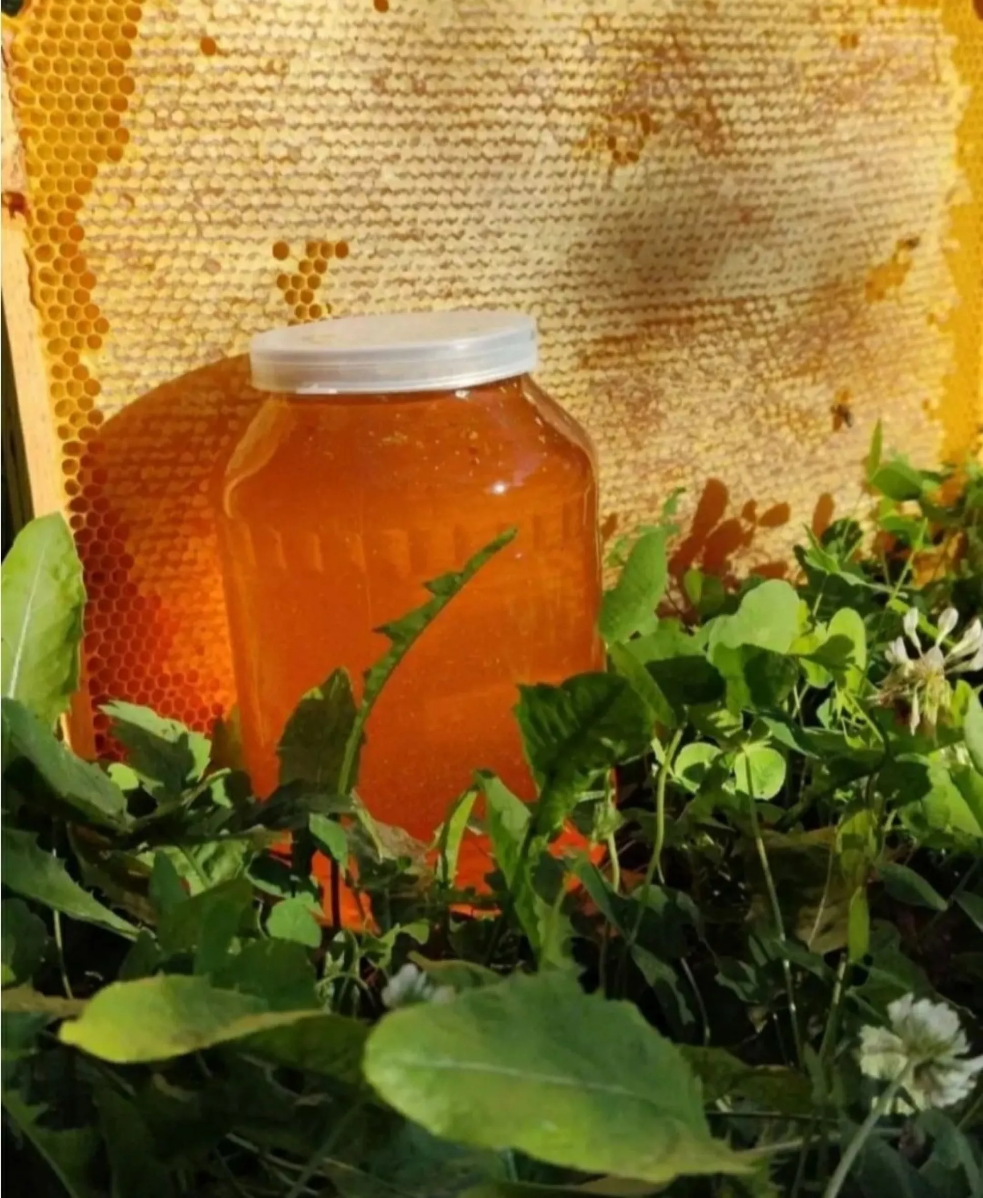 Мед лісовий (різнотрав'я)