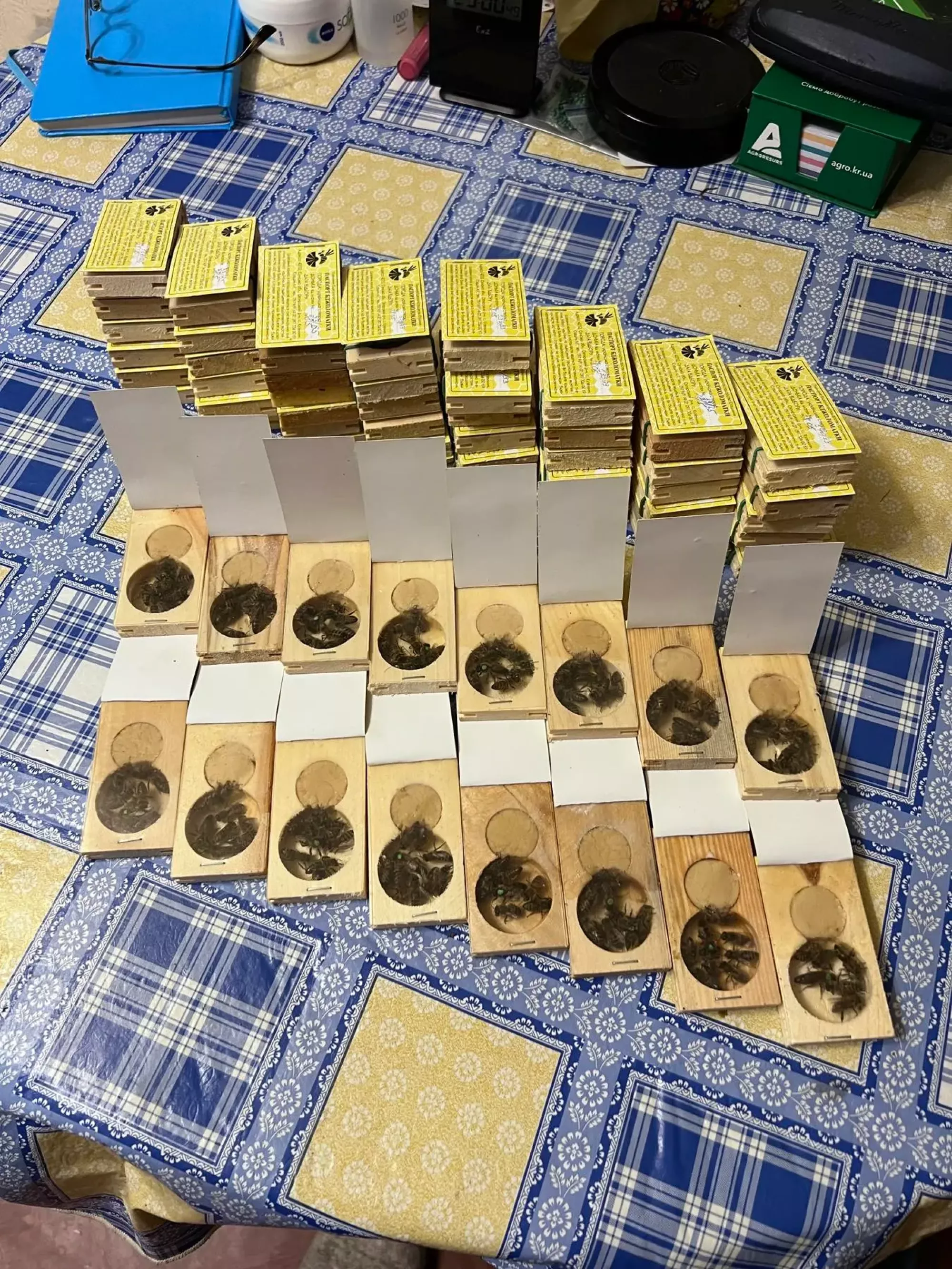 Матки Української степової породи