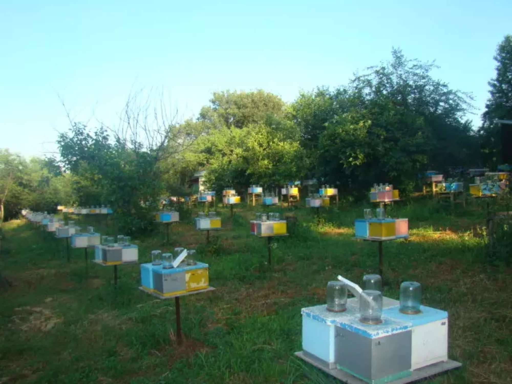 Матки Української степової породи