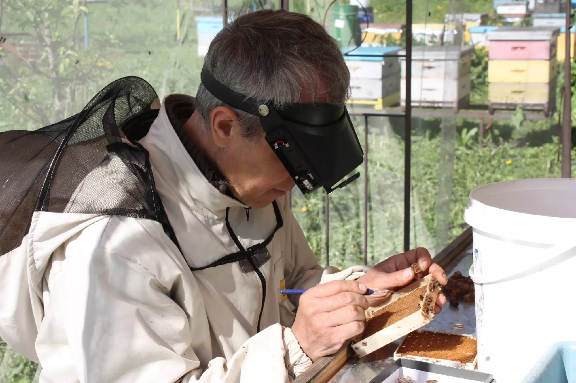 Матки Української степової породи